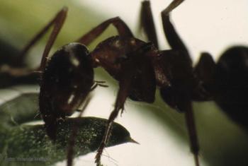 Hormiga fijada en una hoja por acción del parásito 'Dicrocoelium dendriticum'.