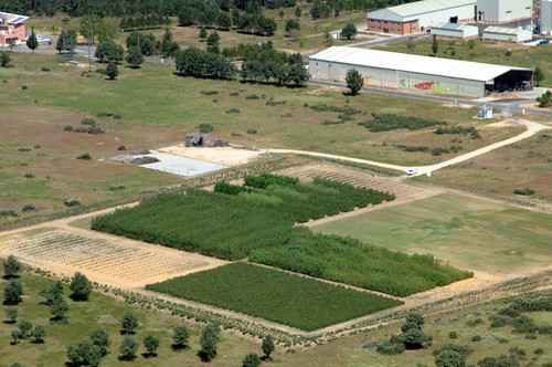 Chopos plantados en las instalaciones del CEDER.