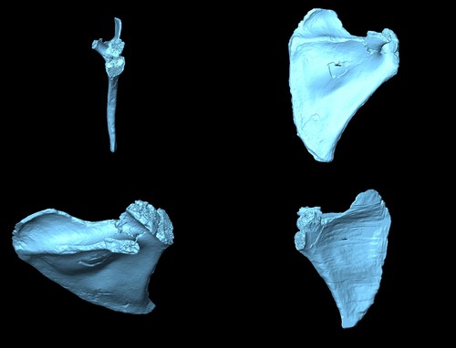 Estas dos escápulas de 'Homo antecessor' pertenecen a un niño o niña de tres años y a un adolescente.