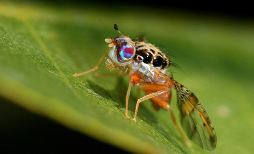 El método para predecir la longevidad se realizó en moscas mediterráneas de la fruta (Ceratitis capitata).