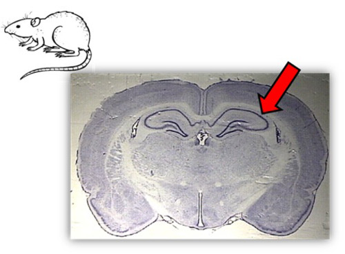 Hipocampo del cerebro de una rata. Imagen: UGR.
