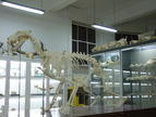Museo Anatómico de la Universidad de Valladolid