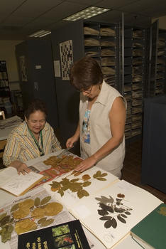 Mireya Correa (izquierda), directora de los herbarios del Instituto Smithsonian de Investigaciones Tropicales y de la Universidad de Panamá, y Carmen Galdamens, asistente de investigación de STRI, en el herbario de la institución. (Foto: STRI)