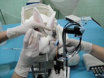 Los investigadores comprueban la capacidad diagnóstica de la nueva prueba en animales de laboratorio.
