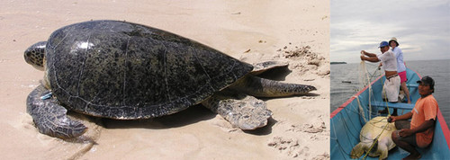 Tortuga marina (FOTO: STRI).