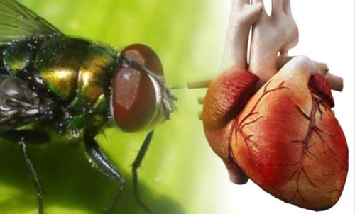  Corazón de mosca: estudian sus genes para el tratamiento de enfermedades cardíacas. FOTO: Argentina Investiga.