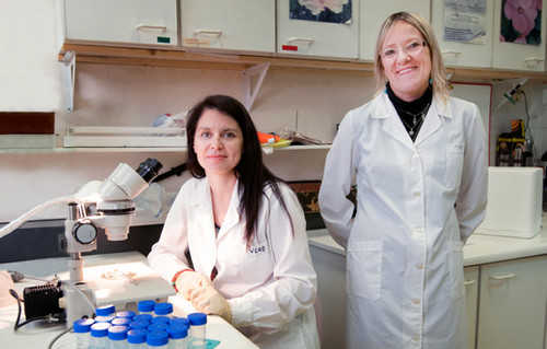 Las investigadoras Amanda Schwint y Verónica Trivillin. FOTO: CONICET 