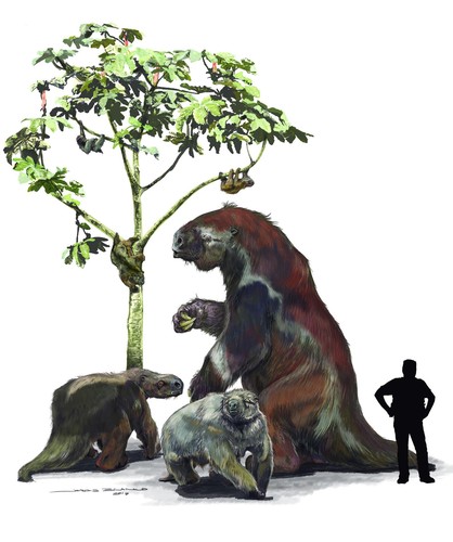 Los dos perezosos actuales (centro y derecha del árbol) y los perezosos gigantes terrestres extintos (abajo)/Jorge Blanco