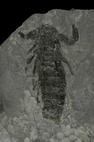Fósil del escorpión encontrado en la cuenca minera de Villablino