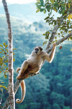Ejemplar de un mono muriqui en la Reserva Particular del Patrimonio Natural Miguel Feliciano Abdalá de Brasil. (Foto: Carla B. Possamai)