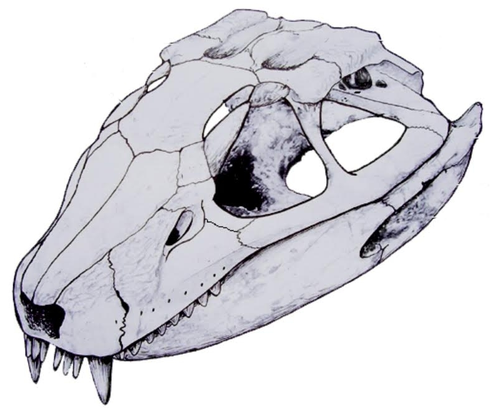 Llanosuchus tamaensis. Imagen: FAPESP.