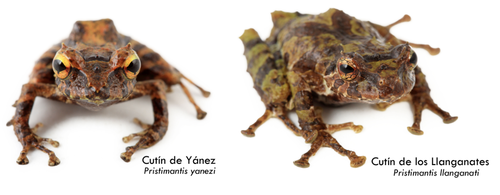 Especies de ranas descubiertas en el Parque Nacional LLanganates.  Fuente: Zoología PUCE