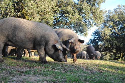 Cerdos ibéricos. Foto: Ana Rey.