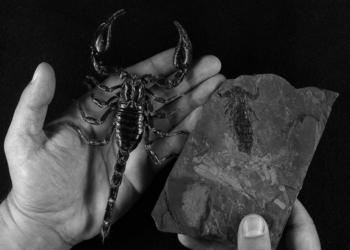 El fósil de escorpión, a la derecha, junto a un ejemplar del escorpión gigante africano actual, al que recuerda en aspecto