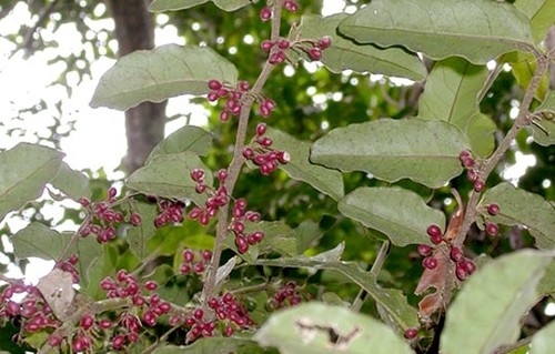 La planta Amborella trichopoda. Foto: gentileza investigadora.