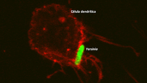 Yersinia enterocolitica interactuando con célula dendrítica - del sistema inmune - en cultivo. Imagen: gentileza Ricardo Javier Eliçabe.