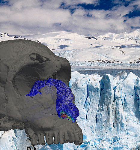 Los investigadores realizaron una reconstrucción digital de la anatomía nasal interna de la nariz de humanos y neandertales/Agencia CYTA