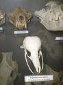 Cráneos pertenecientes a una Equidna, en primer plano y a un diablo de Tasmania, al fondo.
