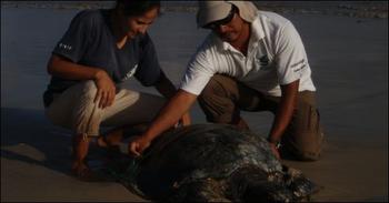 Técnicos del Parque Nacional de Galápagos monitorean tortugas marinas (FOTO: DPNG).