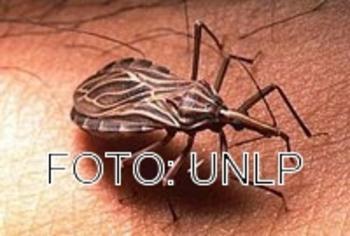 Insecto originario del Mal de Chagas.