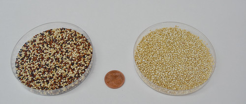 Semillas de quinoa. FOTO: UCAV.