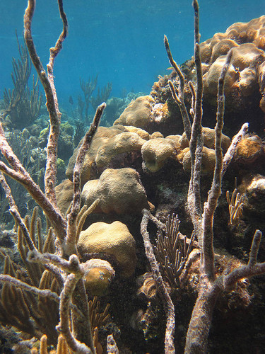 En 30 años, el 50 por ciento del cubrimiento vivo de los arrecifes ha desaparecido en el Caribe. FOTO: BRIGITTE GAVIO