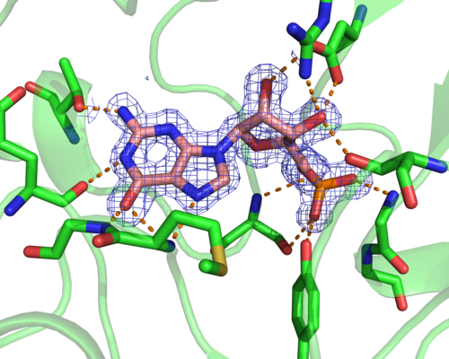 Estructura tridimensional a resolución atómica (0,125 nanómetros) de una molécula del inhibidor GMP en el sitio activo de IMP deshidrogenasa.