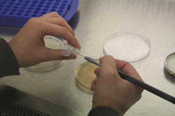 Una investigadora analiza bacterias en el laboratorio del IRENA.