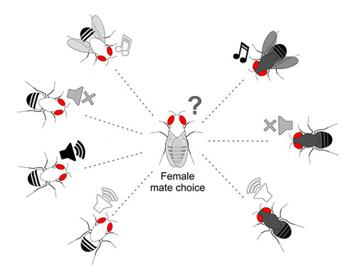 Las hembras de grupo o clúster Drosophila buzzatii se apareaban con machos de otra especie al ser engañadas con el canto grabado de machos de su especie.
