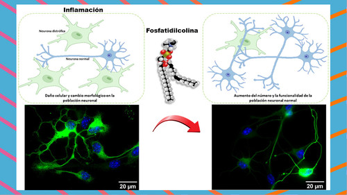 Grafico representativo del efecto de fosfatidilcolina en la diferenciación y plasticidad neuronal en condiciones de daño inflamatorio.