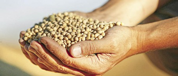 La proteína de soja contiene todos los aminoácidos esenciales (FOTO: UNL).
