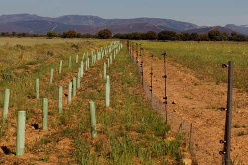 Agroforestales en Ayoó de Vidriales. Transfer LBC/UVA/Beral