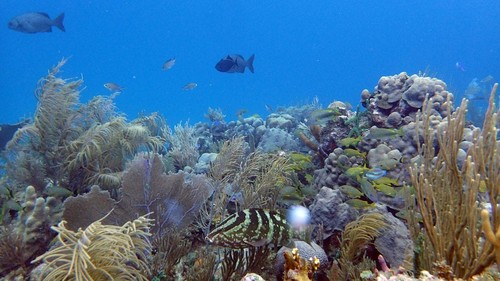 Arrecife de los Jardines de la Reina, en Cuba/Amy Apprill, ©Woods Hole Oceanographic Institution