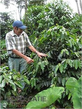 El proyecto brinda conocimientos a los productores sobre el manejo integral en sus sistemas agroforestales con café.
