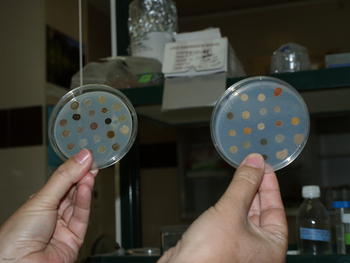 Los científicos muestran placas con microorganismos. 