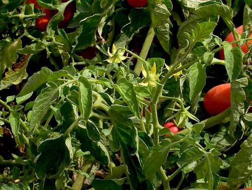 Cultivo de tomate/UN