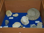 Cefalópodos del Cretácico y del Jurásico de la colección del CFIE de Ciudad Rodrigo