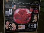 Uno de los póster sobre embriones