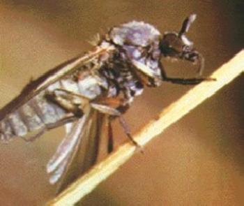 Jején, insecto transmisor de la leishmaniasis (FOTO: UNL).