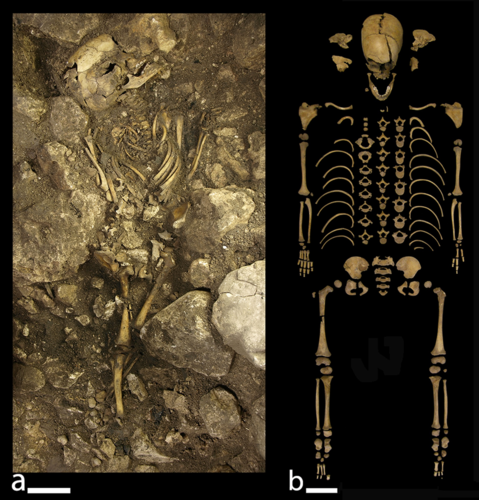Esqueleto del niño Calcolítico del Portalón durante la excavación (a) y una vez restaurado en el laboratorio (b). La escala representa 10 cm. © LEH
