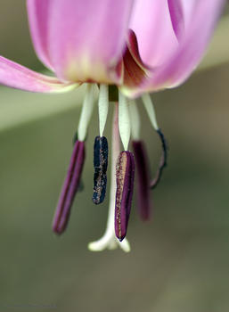 El diente de perro ('Erythronium dens-canis') es una de las primeras y más llamativas flores que cada año adornan la tejeda del Alto Burbia.