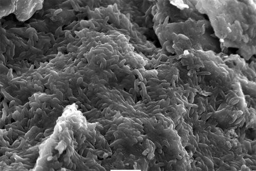 Imagen de un biofilm de las bacterias Geobacter sulfurreducens. Pueden producir electricidad a partir de la biodegradación de efluentes domésticos e industriales.  Créditos: Luciana Robuschi.