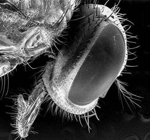 Micrografía realizada microscopía de barrido de la mosca común. Foto: FAPESP.