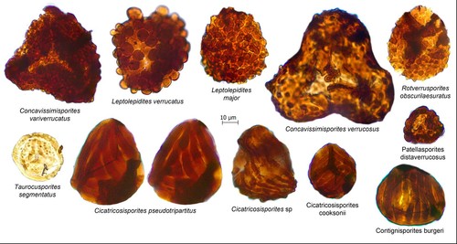 Granos de polen fósiles/CAS