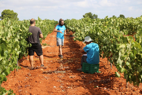 Mediciones sobre erosión en las viñas en Castilla La Mancha. Foto: F. Descubre.
