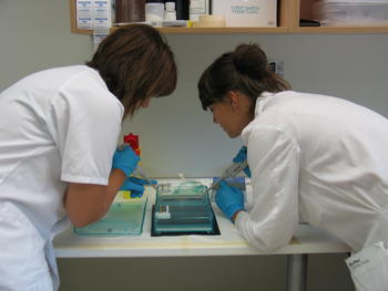 Dos investigadoras de la Unidad en Infección e Inmunidad (ICII) trabajan con una cubeta de electroforesis.