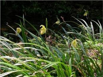 Plantas silvestres de P. longifolium en el Centro Biológico Aguas Silvestres (FOTO: UCR).