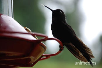 Un estudio trata la identificación de aves a través de su canto (FOTO: UN).
