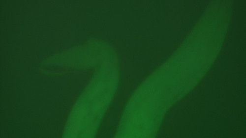 C. elegans, en estadio L1, expresando la fusión reportera fluorescente GFP fusionada al regulador pro-longevidad DAF-16 en ubicación citosólica. Foto: gentileza investigadores. 