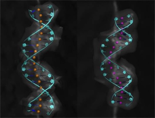 Recreación de dos moléculas de ADN. La de la derecha muestra una mayor sinuosidad./CNB.
